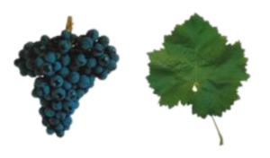 tinta amarela trincadeira