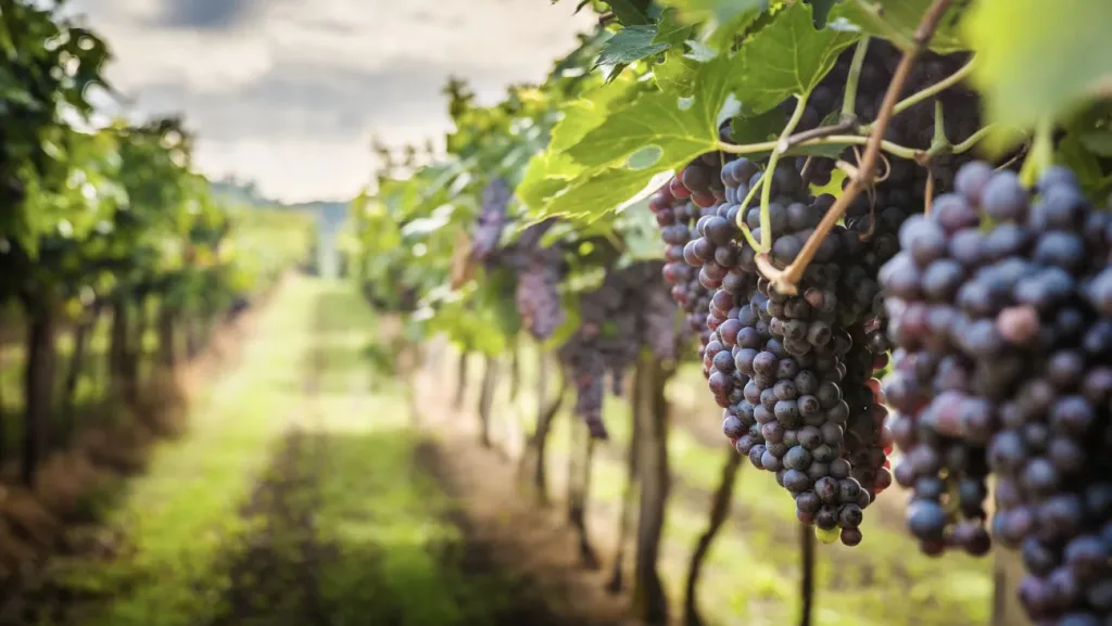 The Finest Wine Tours