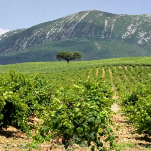 Private wine cellar tour from Lisbon — Setúbal DOC wine region, Moscatel de Setúbal barrels