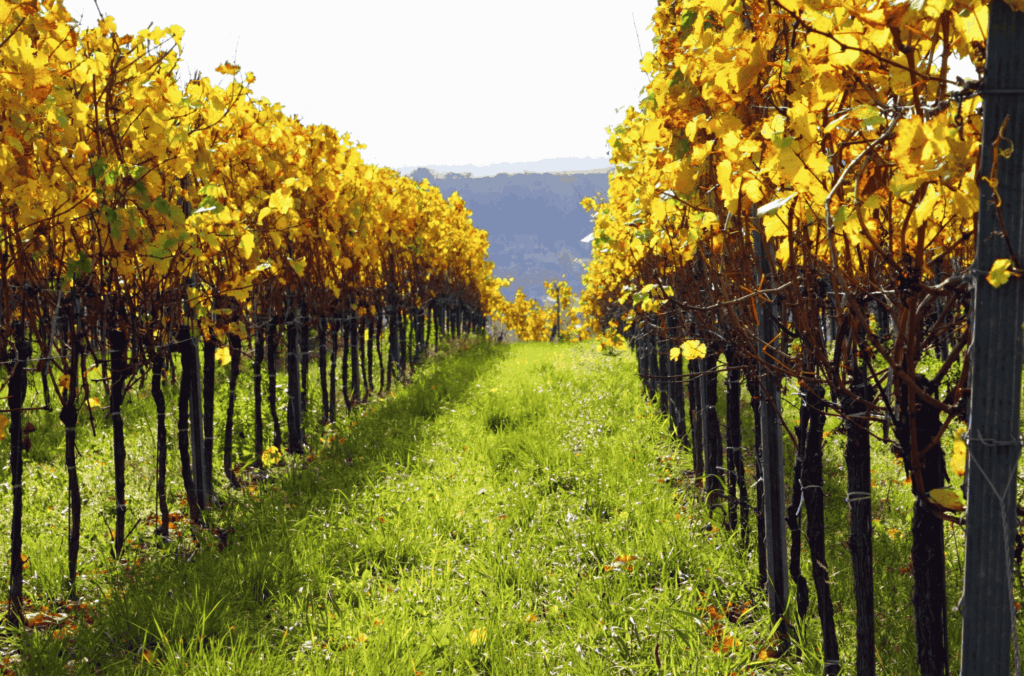Sintra Wine Tasting