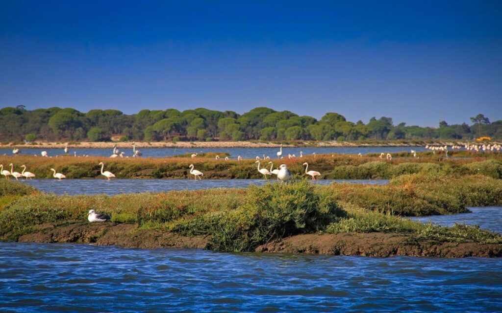 The Sado Estuary and Resident Dolphin Colony