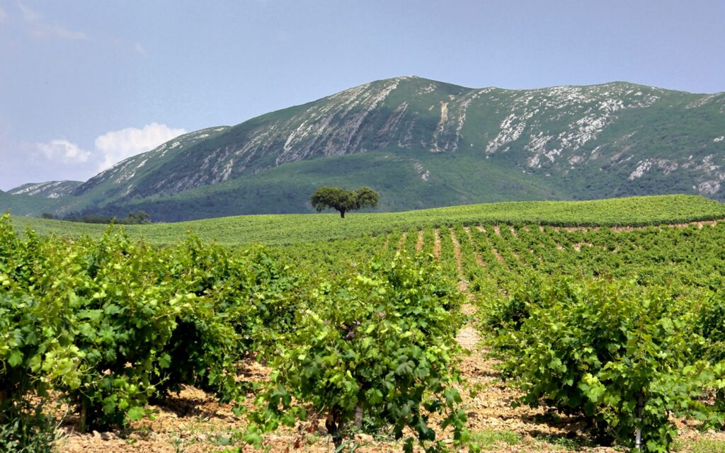 Wine in the Arrábida Region