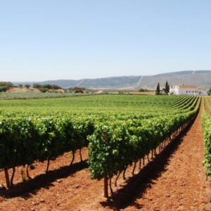 Vinho de Talha clay amphorae (talhas de barro) — Alentejo wine region, 130 km from Lisbon