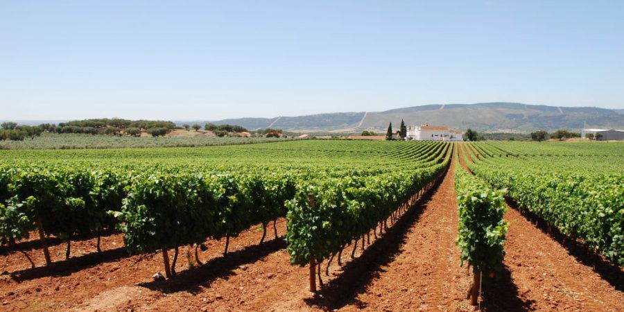 Vinho de Talha Tonamphoren (Talhas de Barro) – Weinregion Alentejo, 130 km von Lissabon entfernt
