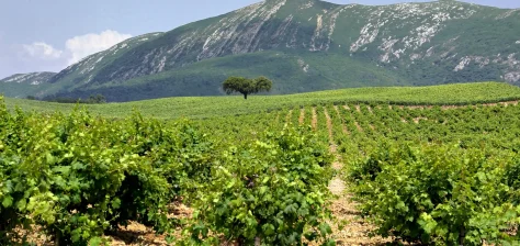 Visita privada a bodega de vino de la región vinícola DOC de Setúbal con barricas de Moscatel de Setúbal desde Lisboa
