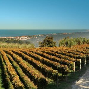 sintra cascais wine private tour