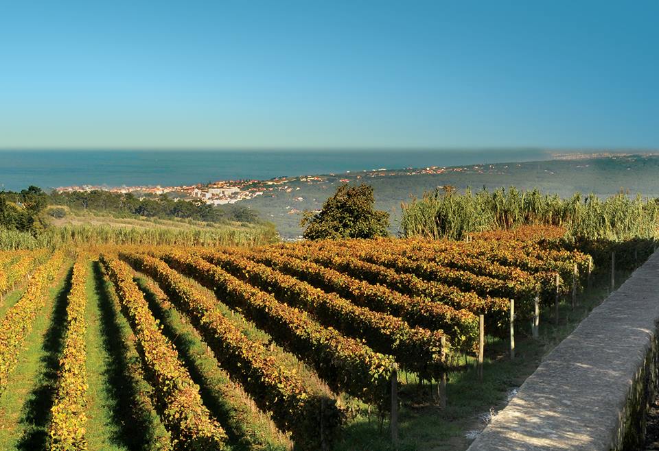 sintra cascais wine private tour